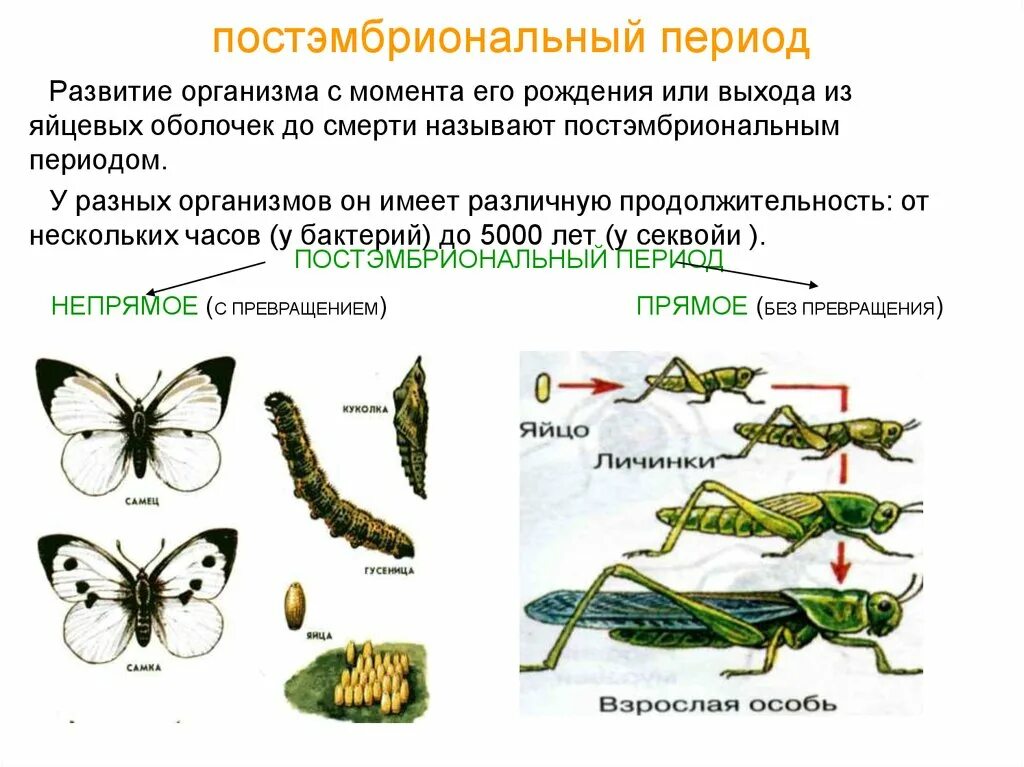 Постэмбриональное развитие насекомых Непрямое стадии. Типы онтогенеза с полным и неполным превращением. Стадии непрямого развития насекомых. Онтогенез полное и неполное превращение.