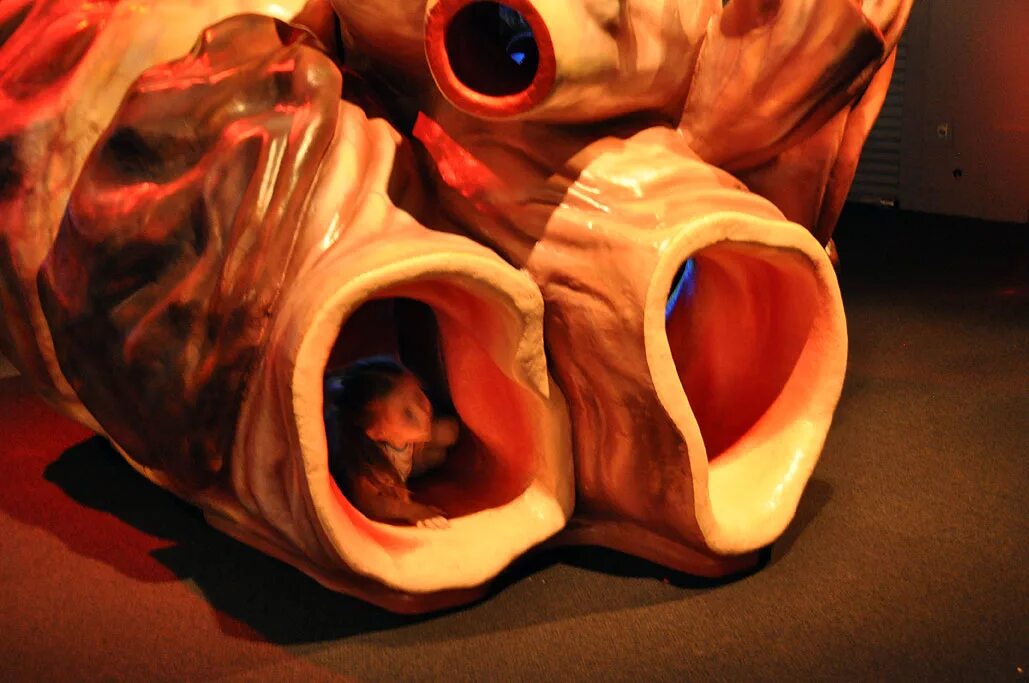 Сердце кита. Сердце кита. Музей титикака питер. Сердце кита. Сердце кита.