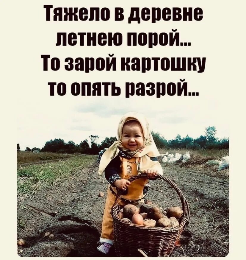 Хорошо живем жизнь в деревне. Веселые цитаты про деревню. афоризмы про деревню смешные. цитаты про лето в деревне. смешные фразы про деревню.