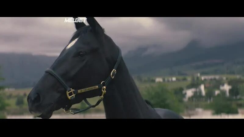Черный красавец. Маккензи фой 2020 черный красавец. Черный красавец black beauty. Black beauty песня. Черный красавец black beauty.