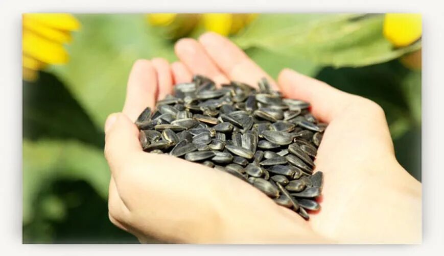 Малазийские семечки. К чему снится шелуха от семечек. Семечки очищенные грызу. Семечки приснились во сне. Подсолнечные семечки.
