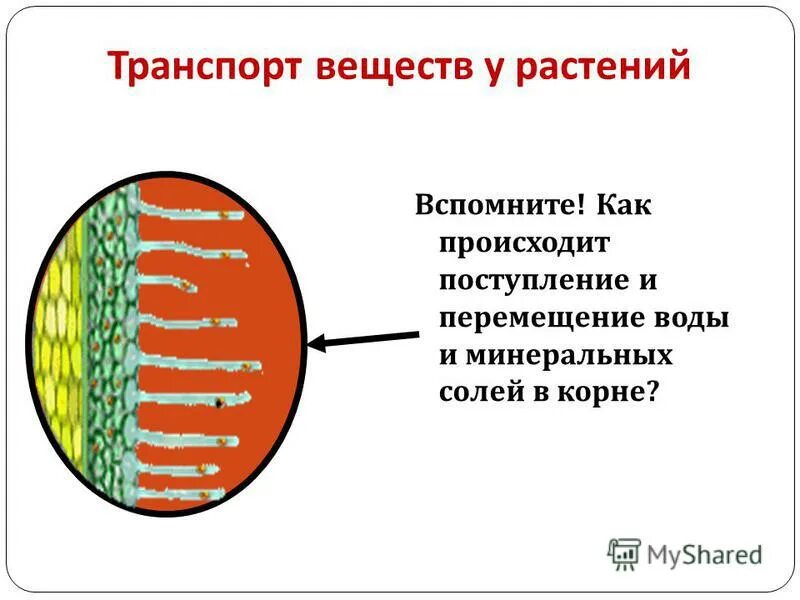 Транспорт веществ 7 класс. Транспорт на воде. Транспорт веществ по лубу. Вода участвует в транспорте веществ. Транспорт веществ в живом организме презентация.