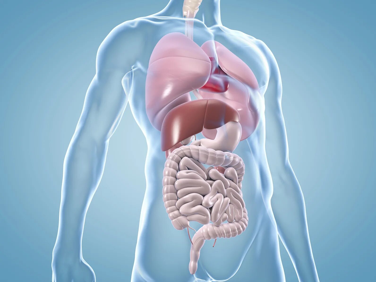 Internal organs. Органы человека. Внутренние органы. Внутренние органы человека. Визуализация внутренних органов.