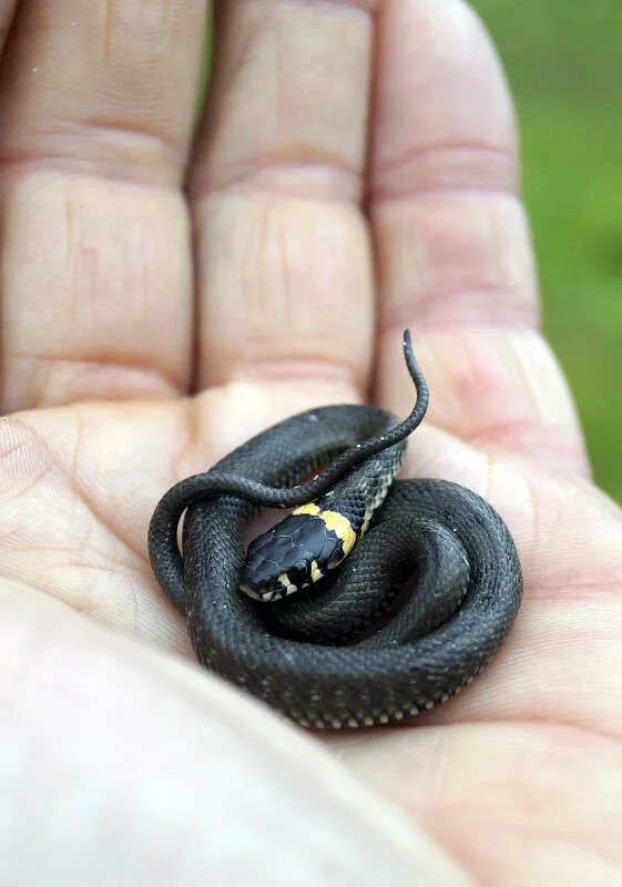 обыкновенный уж маленький. обыкновенный уж маленький. гадюка черная с желтыми пятнами. уж обыкновенный маленький. змея гадюка маленькая.