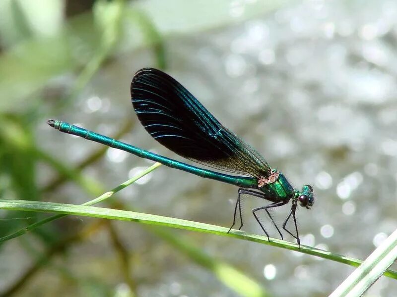 Стрекоза Calopteryx Virgo. Красотка-девушка - Calopteryx Virgo (Linnaeus, 1758). Стрекоза красавка. Красотка японская – Calopteryx japonica.