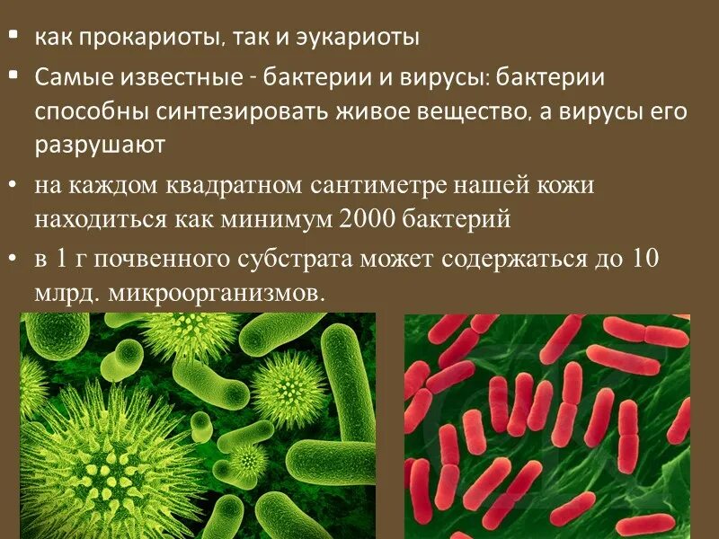 Микроорганизмы прокариоты. Бактерии доядерные организмы 7 класс. Вирусы прокариоты. Бактерии прокариоты. Представители прокариот.