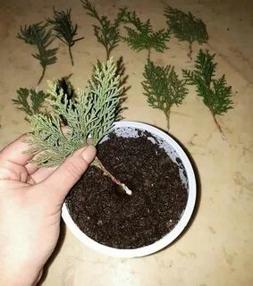 Туя черенки осенью