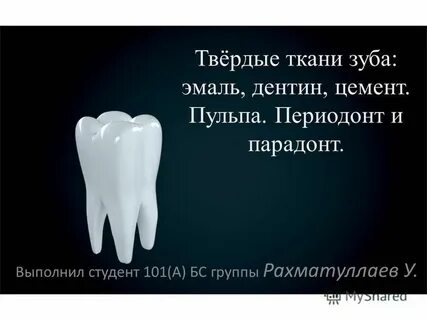 Твердые ткани зуба