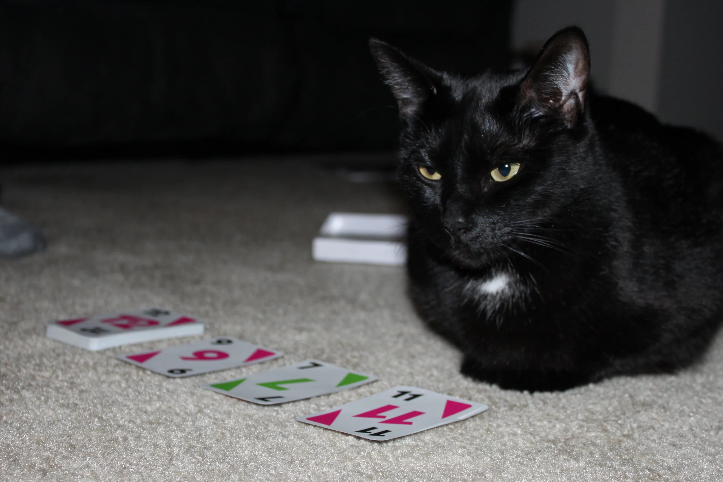 Сайт cat casino cat play pp ru. Кошачий Покер. Кошка Покер. Кот казино. Коты в казино.