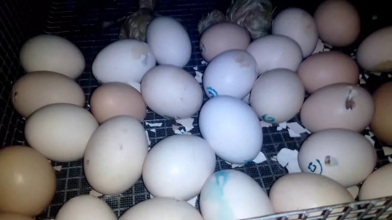 Можно ли из магазинного яйца. Магазинные яйца в инкубатор. В покупном яйце цыпленок. Магазинные домашние яйца. Перепела на батарее из магазинных яиц.