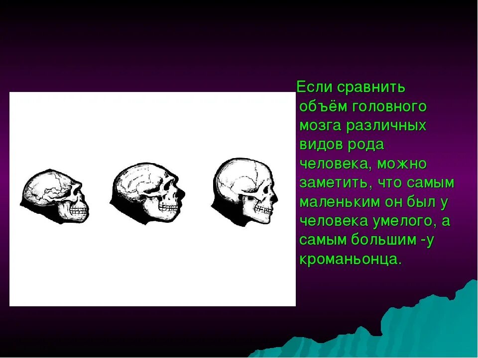 Объем головного мозга наибольшее. Объем мозга современного человека. Об,ем мощга современного человека. Объем головного мозга человека. Масса мозга современного человека.