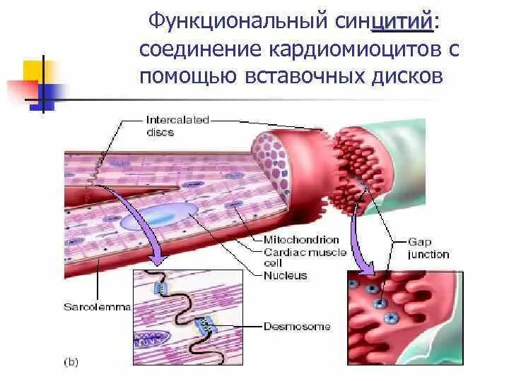 Нексус гистология. Кардиомиоциты синцитий. нексусы кардиомиоцитов.