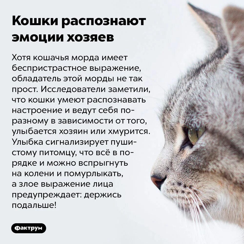 Органы чувств кошки. Органы чувств кошки. Как понять что кошка испытывает боль. Какие эмоции есть у кошек. Кошки могут чувствовать.
