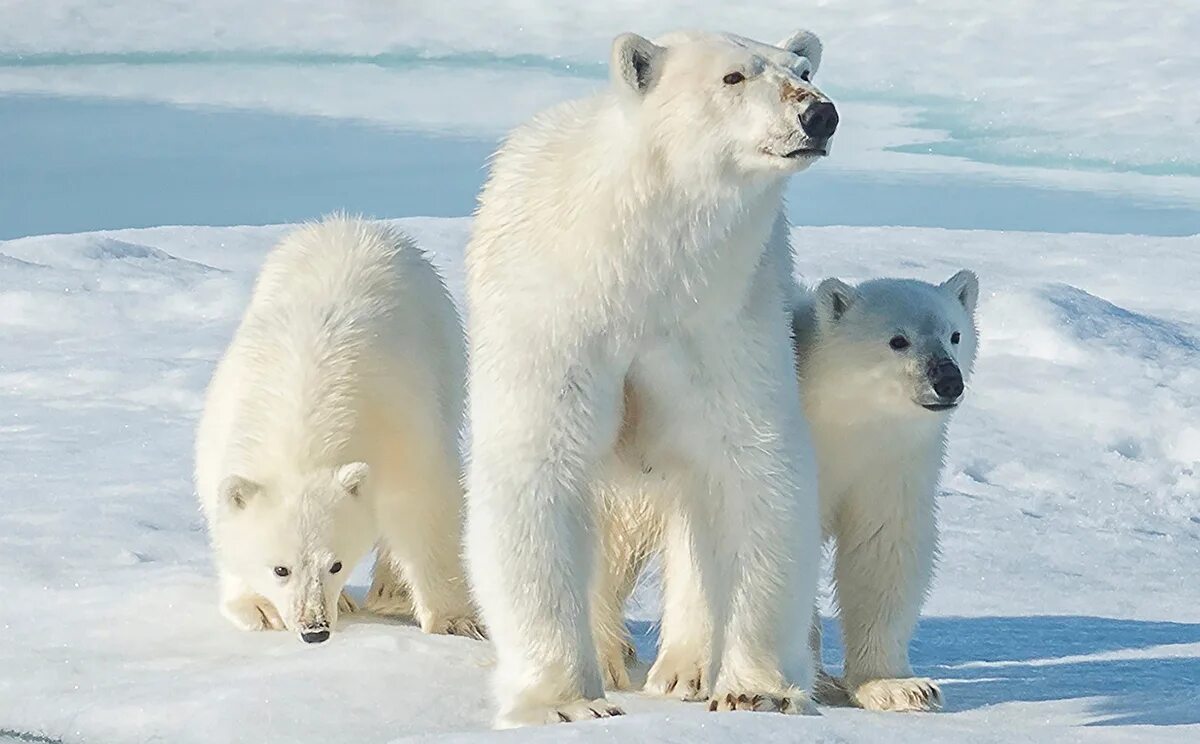 северный ледовитый океан белый медведь. животные северных территорий. белые медведи в антарктиде. белые медведи в арктике. фауна арктических пустынь евразии.