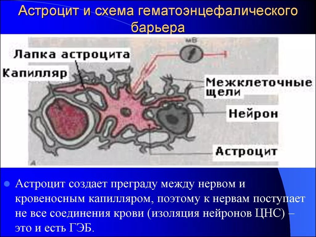 Гематоэнцефалический барьер гистология. Гематоэнцефалический барьер электронограмма. гематоэнцефалический барьер образован гистология. гематоэнцефалический барьер структура функции. гематоликворный барьер гистология.