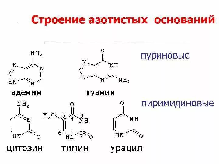 Строение азотистых оснований формулы. Химическое строение азотистых оснований. Пуриновые и пиримидиновые основания РНК. Строение ДНК пуриновое основание.