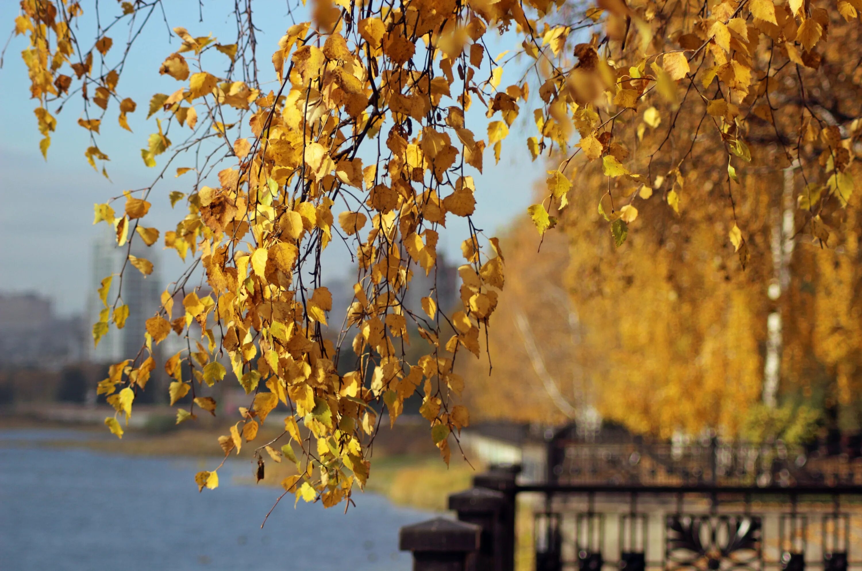 Под шум осенней желтой листвы песня. Сентябрь в городе. Золотая осень березы. Береза осень. Береза осенью.