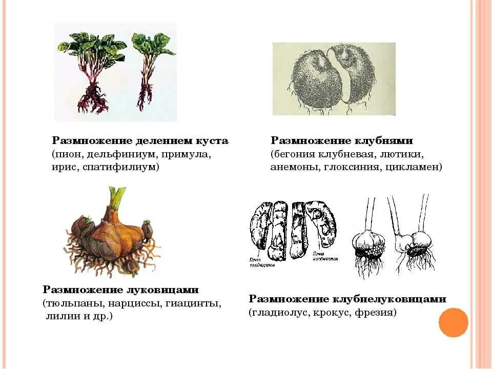 Вегетативное размножение с помощью луковиц. Бегония клубни. Вегетативное размножение клубнями и луковицами. Глоксиния размножение клубнями. Размножение денением клубнем.