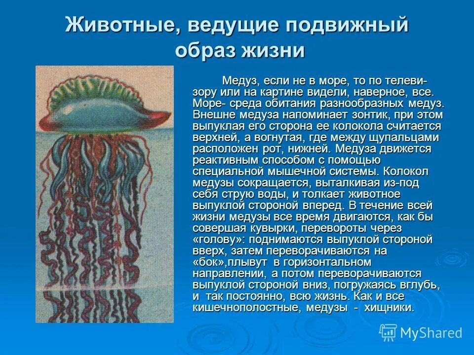 Образ жизни медузы. Образ жизни кишечнополостных. Сообщение о кишечнополостных. Кишечнополостные медузы. Медуза какая симметрия тела