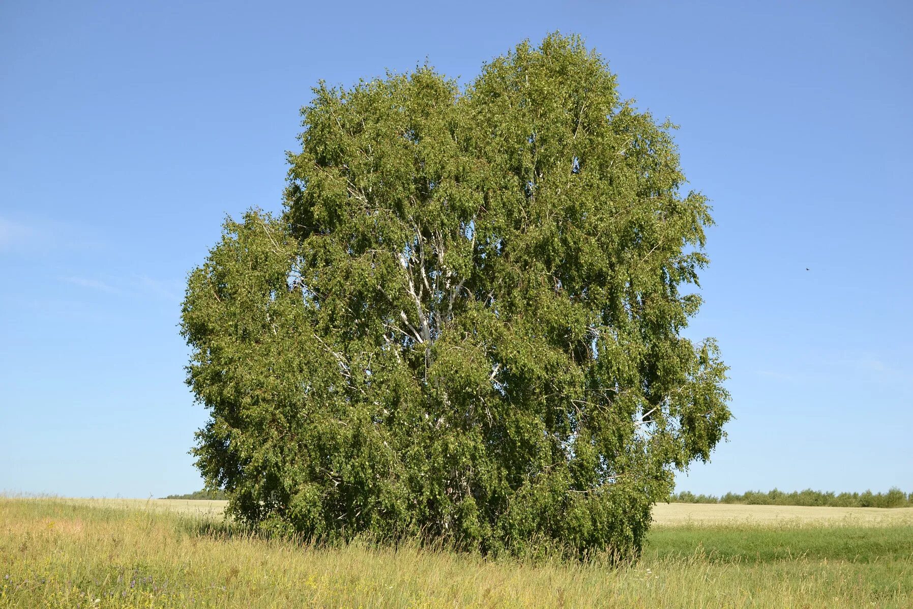 Средний березка