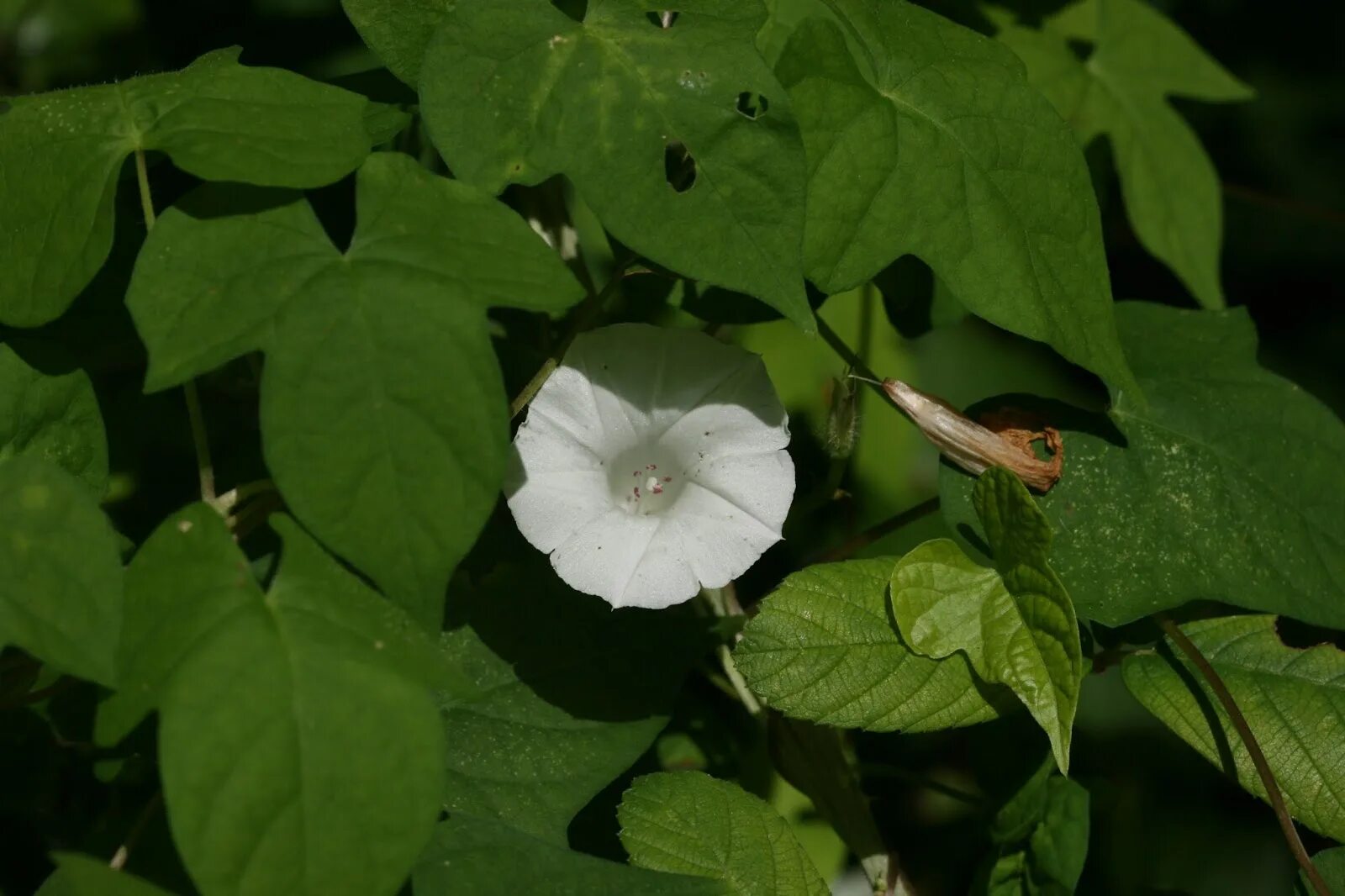 Ипомея монинг глори. Ипомея ямчатая. Ипомея водяная. Ипомея пурпурная. Ипомея плющевидная (ipomoea hederacea).