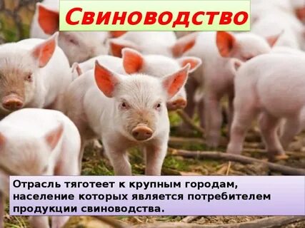 Отрасль свиноводства