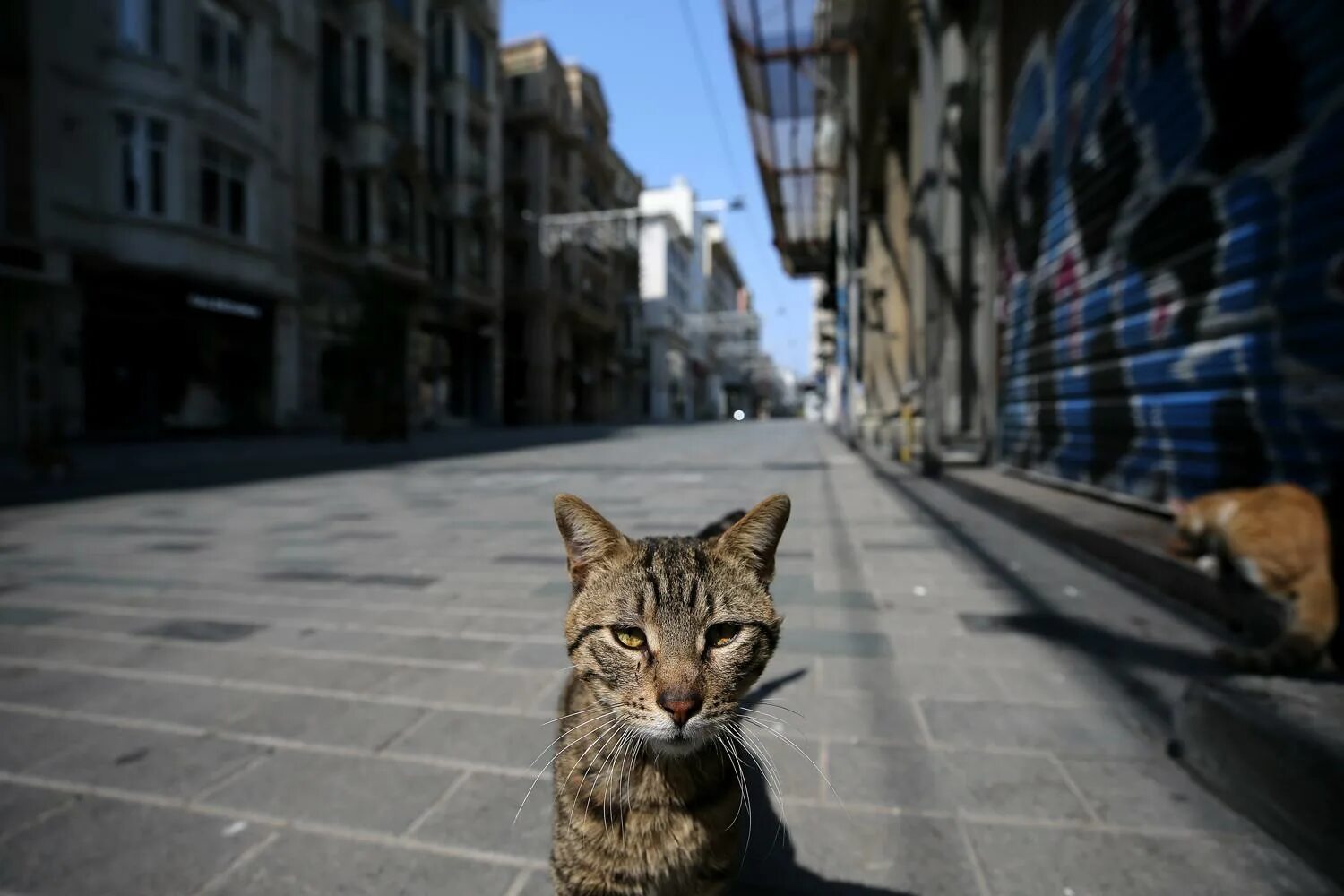 İstanbul улица кошки. Кошки на улице фото. Miserable Street Cat. Street Cats © 2019. Hello street cat издевательство