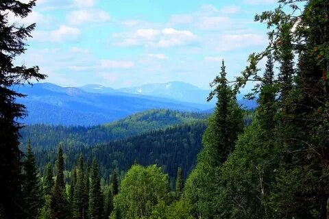 Самая лесистая