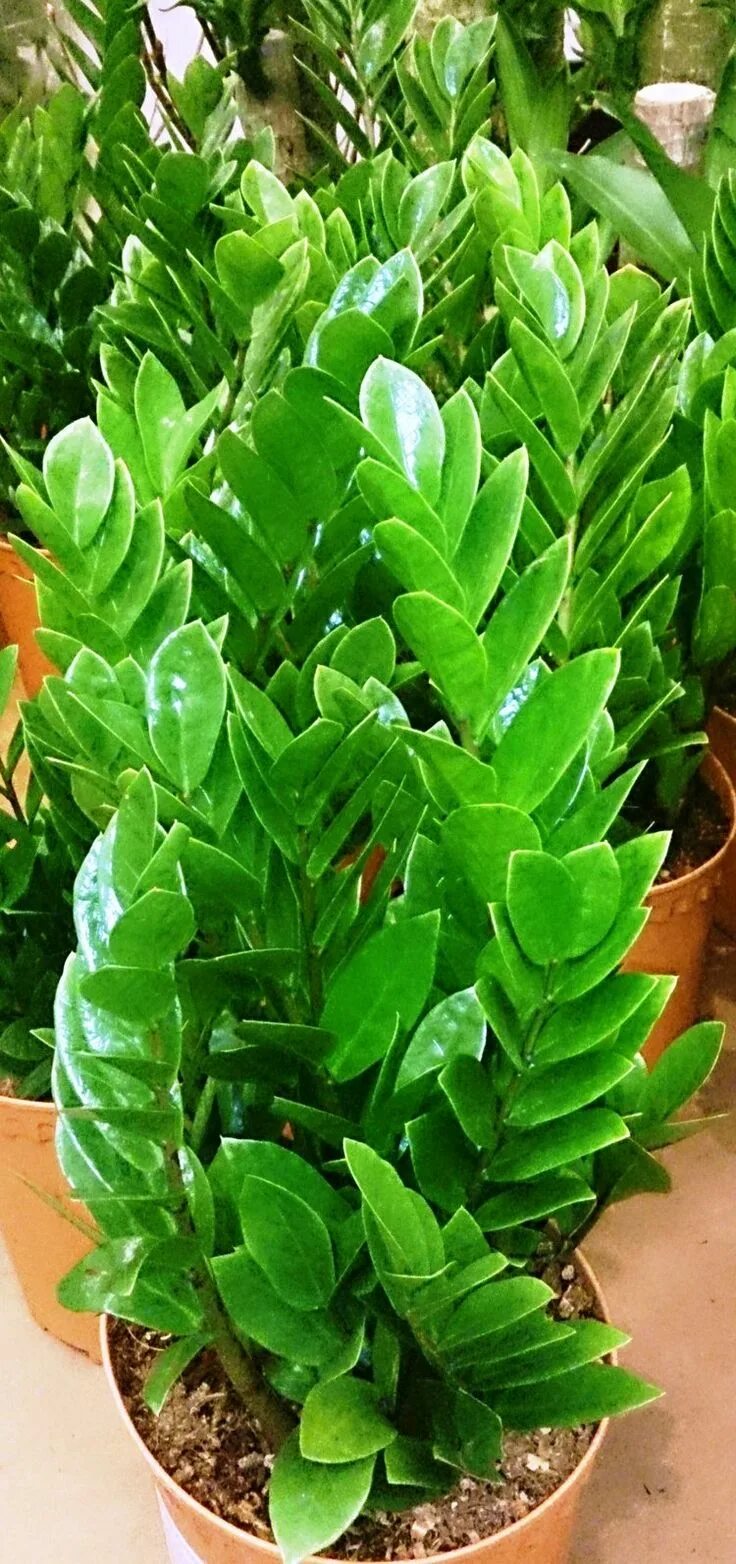 Замиокулькас цветок уход в домашних условиях фото ZZ Plant $11 // The ZZ Plant is characterized by its thick waxy green leaves. It