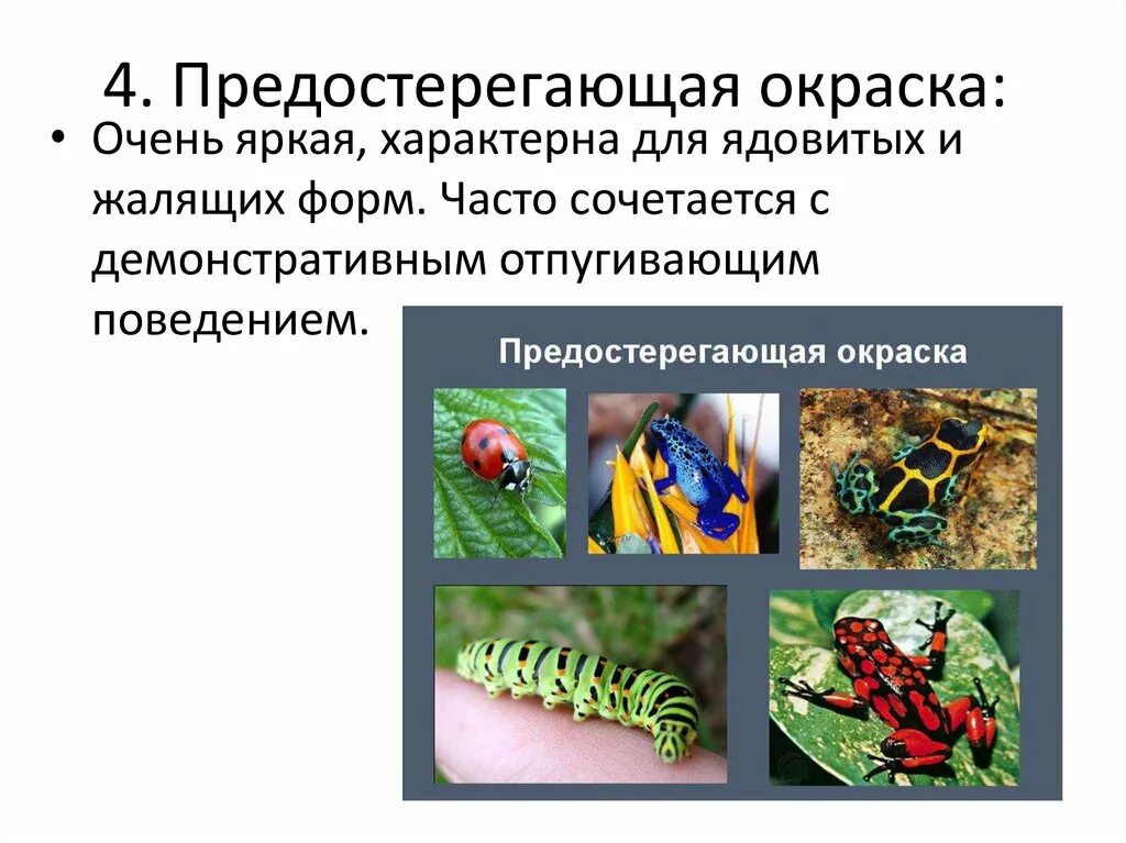 Предупреждающую окраску имеет. Предупреждающая окраска насекомых. Предупреждающая окраска это в биологии. Предупреждающая окраска примеры животных. Предостерегающая окраска.