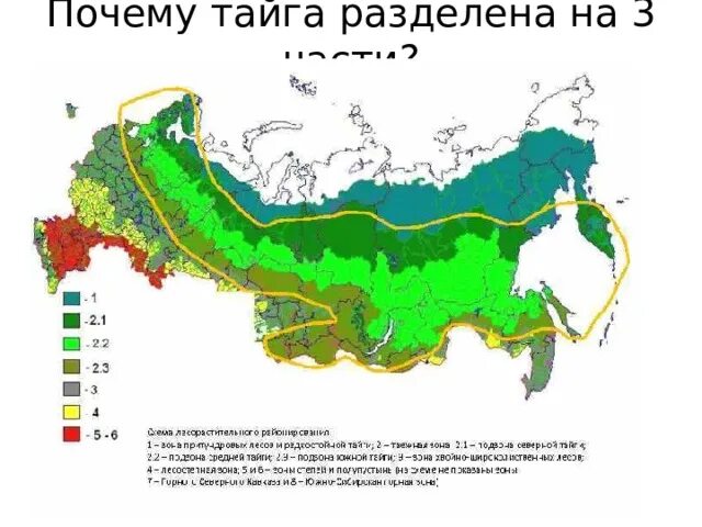 Климатическая карта тайги. Границы зоны тайги в России на карте. Границы тайги на карте. Тайга на карте России с границами.