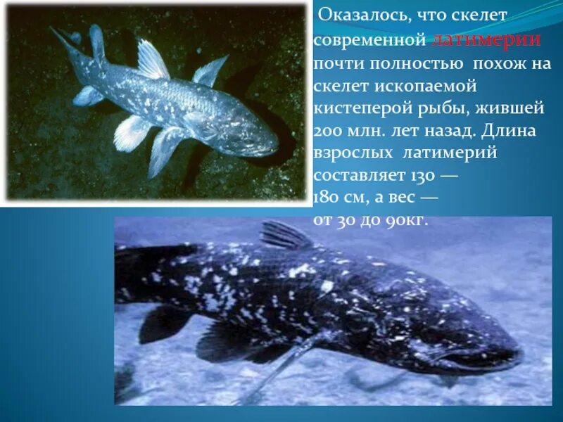 Кистеперая рыба латимерия характеристика. Кистеперая латимерия. Строение плавника латимерии. Кистеперые рыбы скелет. Строение плавника южноафриканской латимерии.