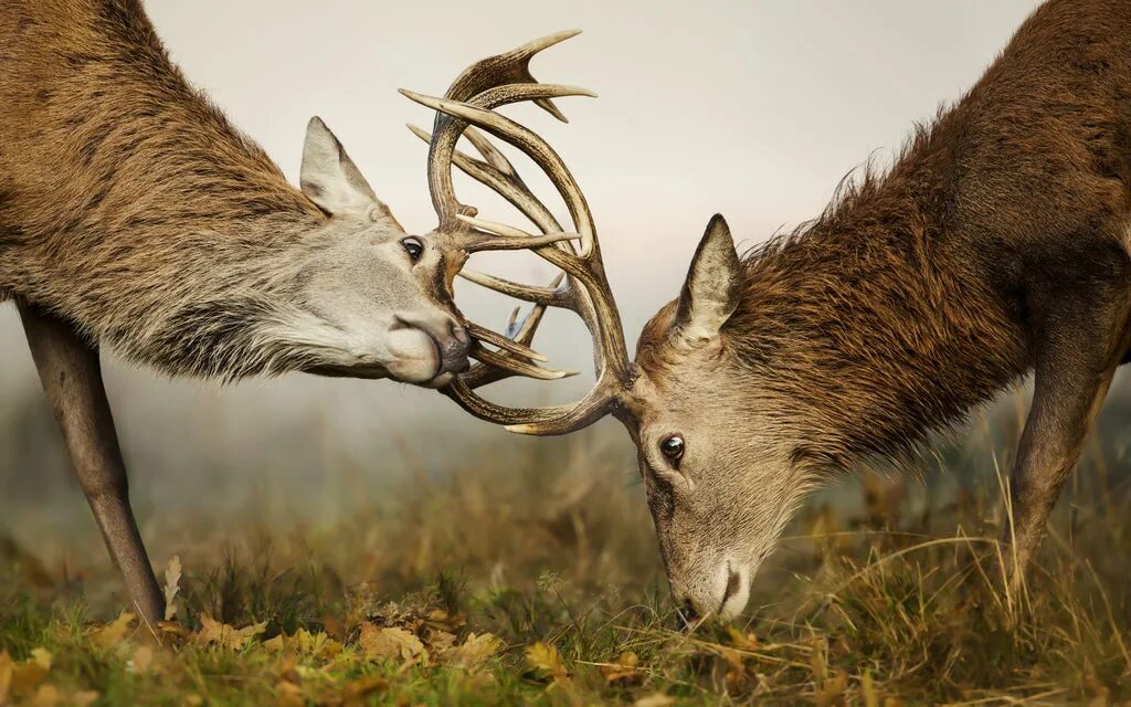 3 Боевых оленя. Caspian Red Deer. Доминирование природа