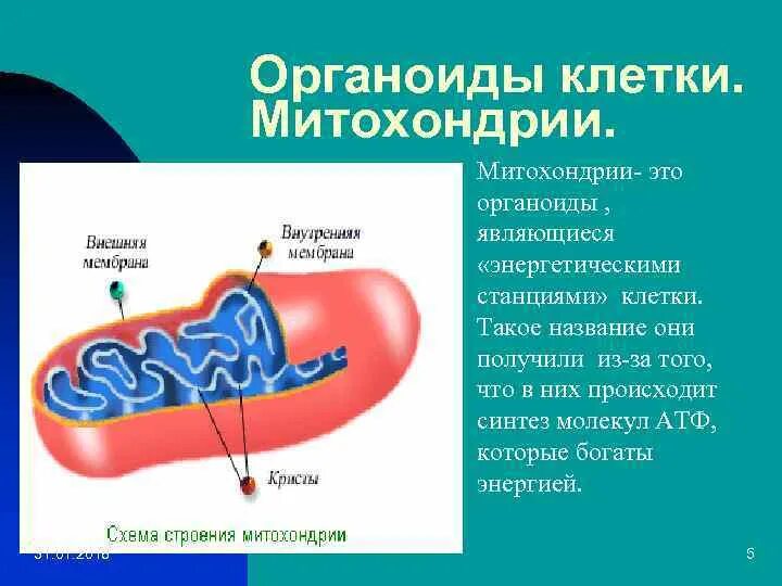 Митохондрии энергетические станции клетки. АТФ В митохондриях. Митохондрии полуавтономные органоиды. Синтез АТФ В митохондриях. АТФ органоид.