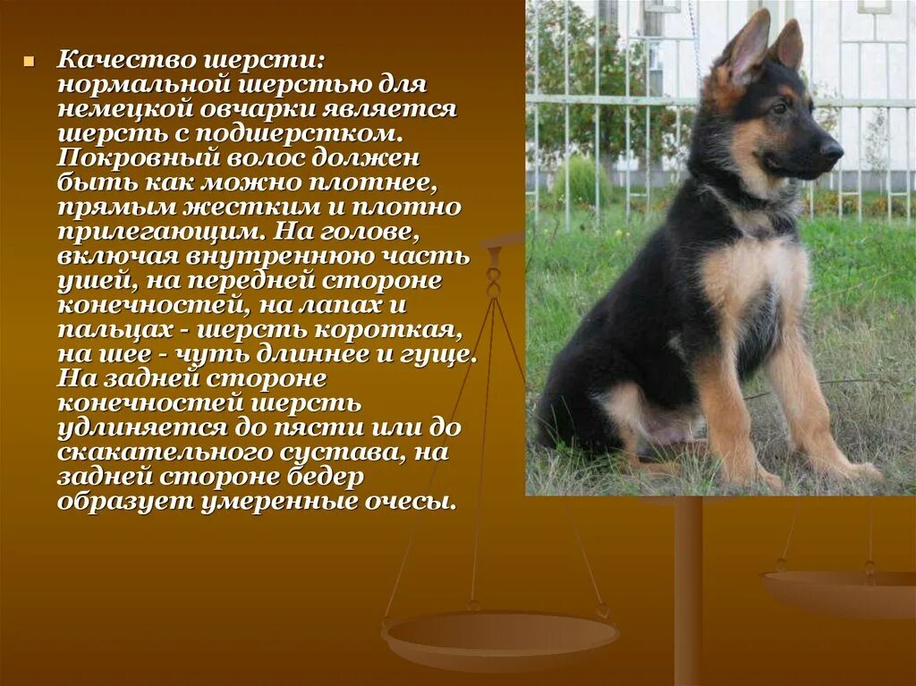 Проект мой домашний питомец собака. Маленький рассказ про собаку. Рассказ о собаке. Описание собаки сочинение. Сочинение на тему моя собака.