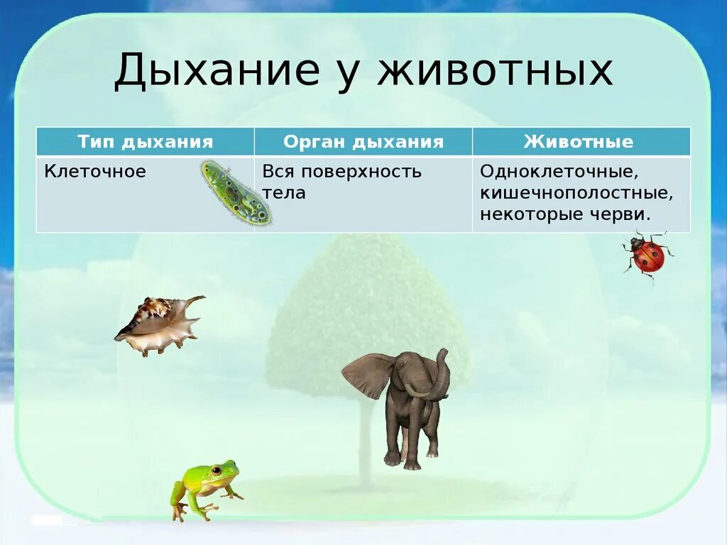 Опишите значение дыхания для одноклеточных и многоклеточных. Дыхание животных. типы дыхания у животных. дыхание животных это процесс. дыхание животных биология.