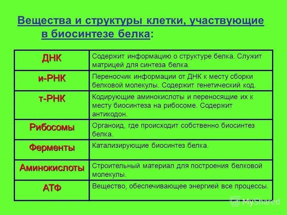 Днк участвует в биосинтезе рнк. Вещества и структуры участвующие в синтезе белка. Служит матрицей для синтеза белков. ДНК матрица для синтеза белков. Является матрицей для синтеза белка.