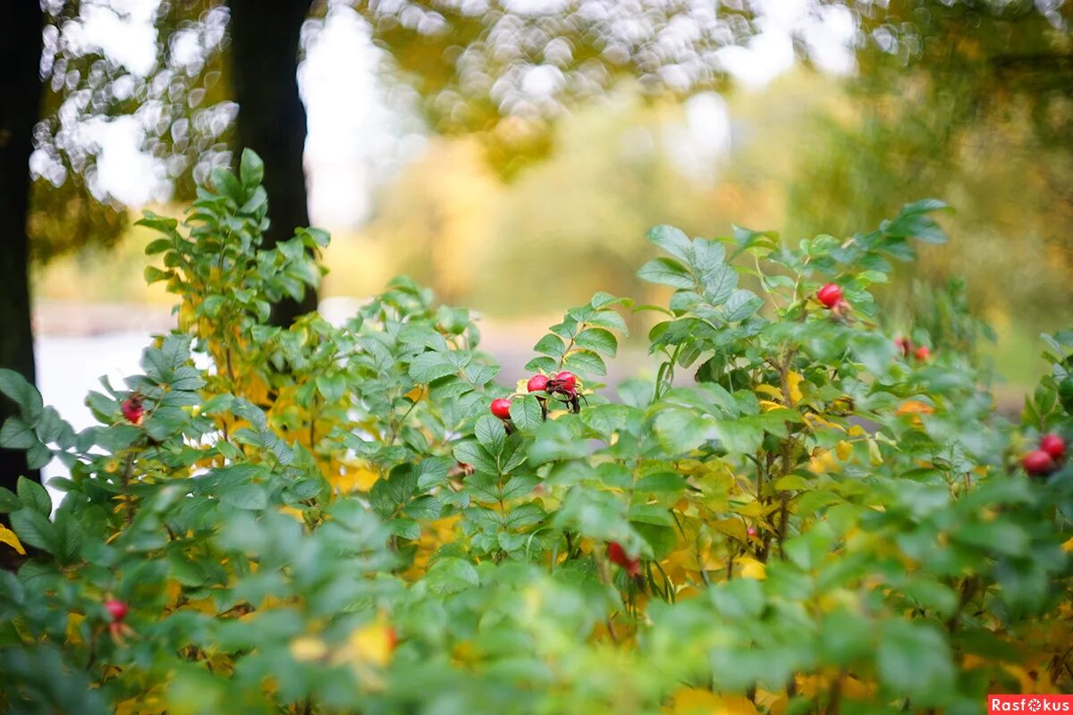 опушка соснового леса цветы колючего шиповника лучи. сосновый лес хабаровск. шиповник лесной кустарник. сосновый бор опушка. журавинка лесные цветы.