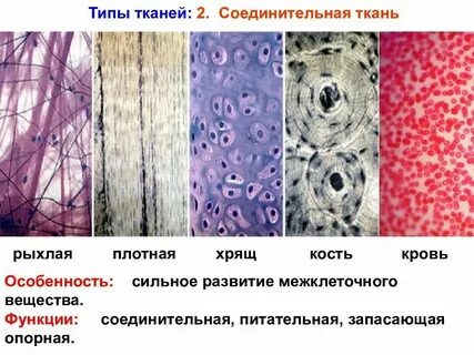 Виды ткани клетки биология