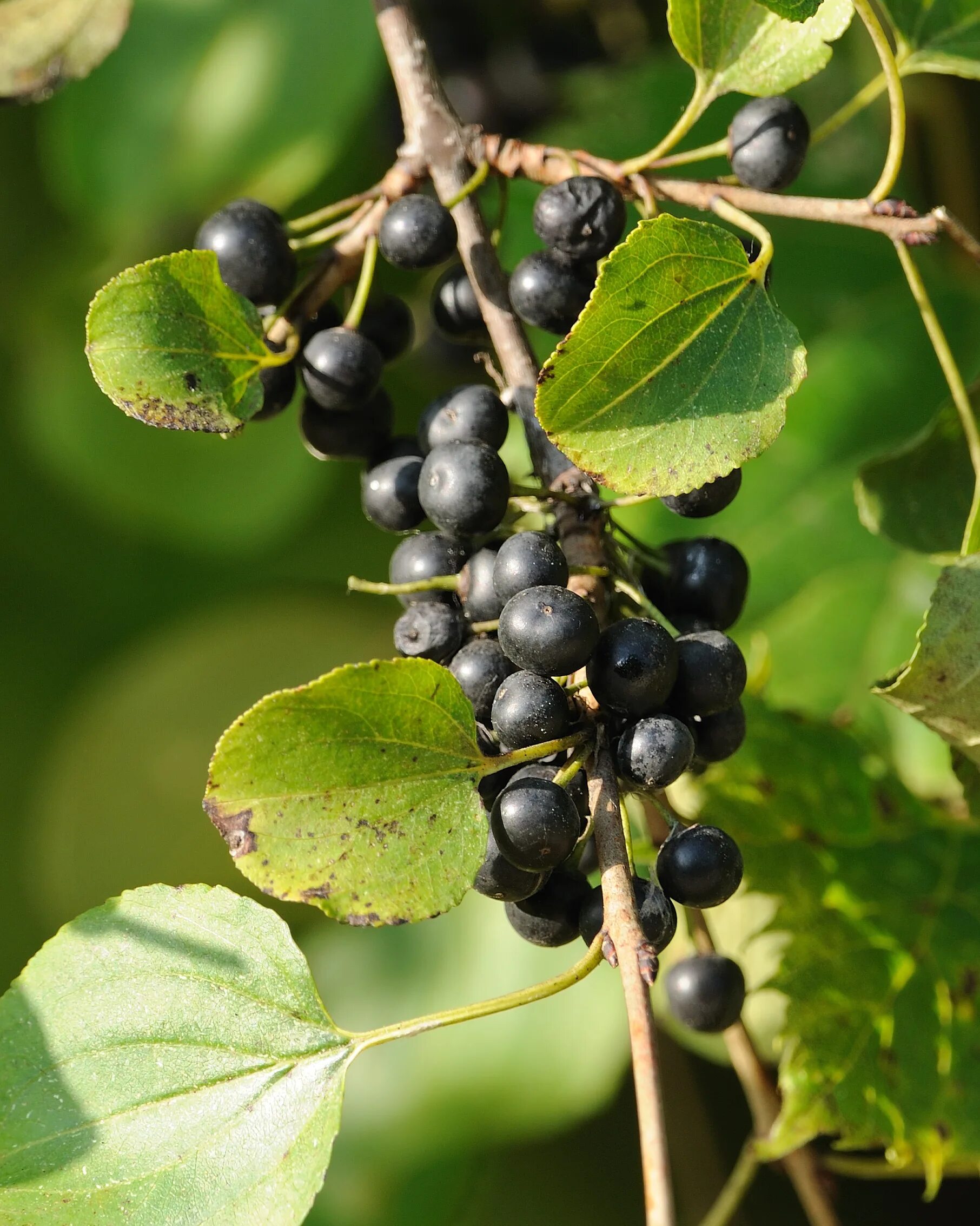 Жостер слабительный (Rhamnus cathartica). Жостер слабительный Крушина. Жостер слабительный куст. Крушина слабительная (Rhamnus cathartica).