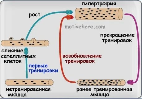 Мышечная память