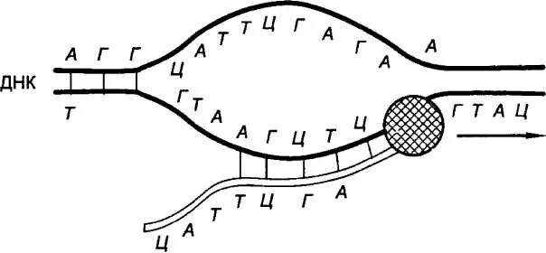 Днк штрих концы. Транскрипция биология схема. Процесс транскрипции рисунок. Трансляция ДНК схема. Транскрипция ДНК схема процесса.