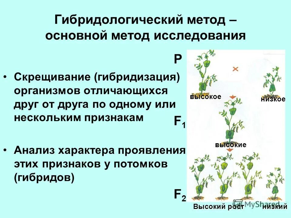 чистыми линиями называют организмы потомки которых