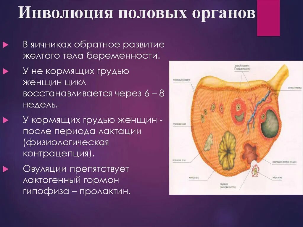 Органы женского рода