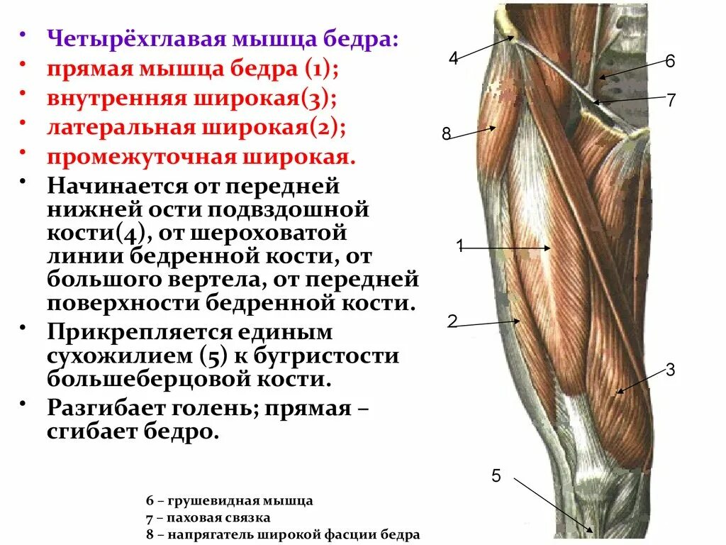 Приводящие латынь. Функции четырехглавой мышцы бедра функции. Четырехглавая мышца бедра (квадрицепс). Четырехглавая мышца бедра крепление. Мышца квадрицепс бедра анатомия.