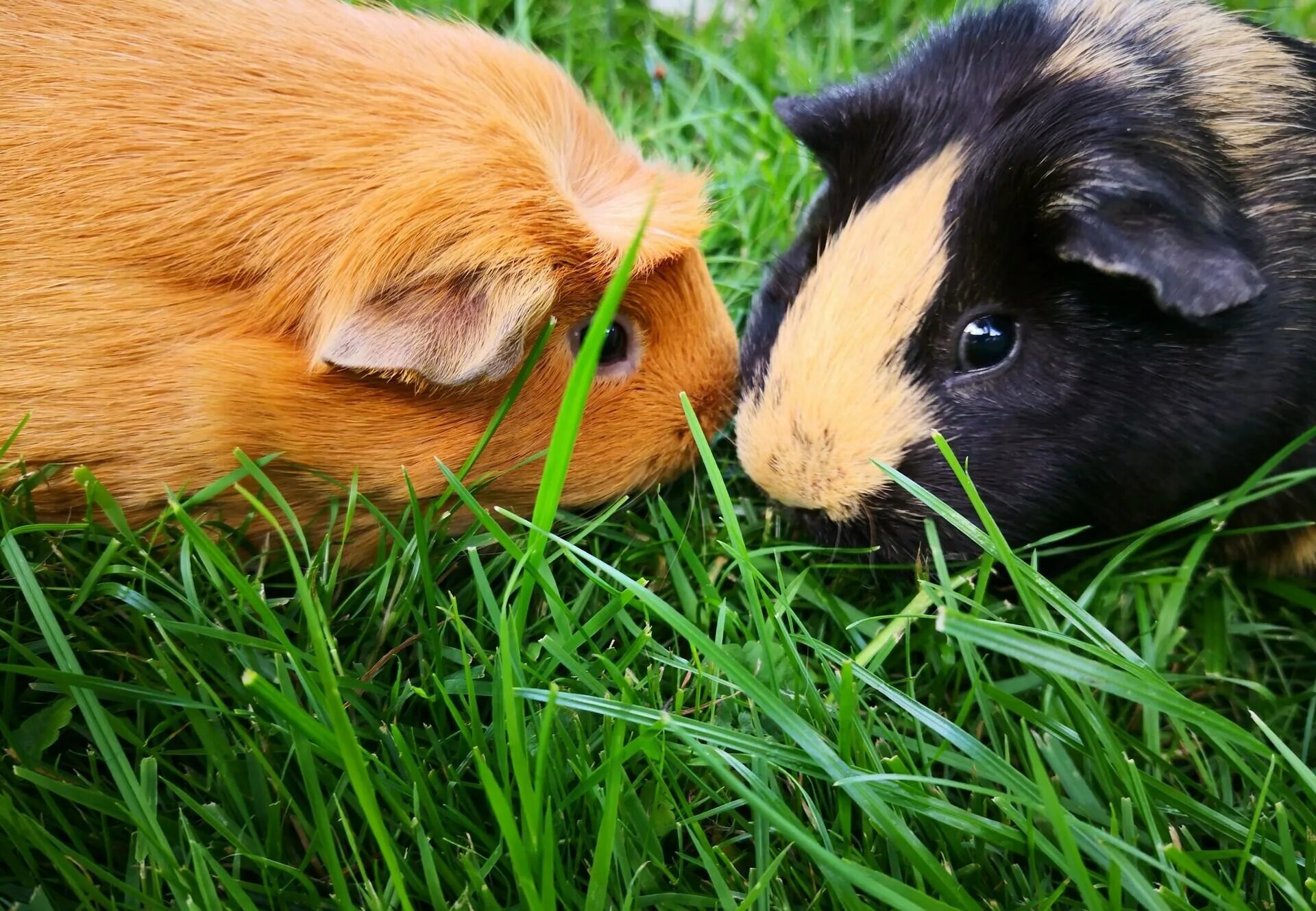 Морская Свинка крестед. Cavia для морских свинок. Морская Свинка американский крестед. Самка крестед. Купить зеленую свинку