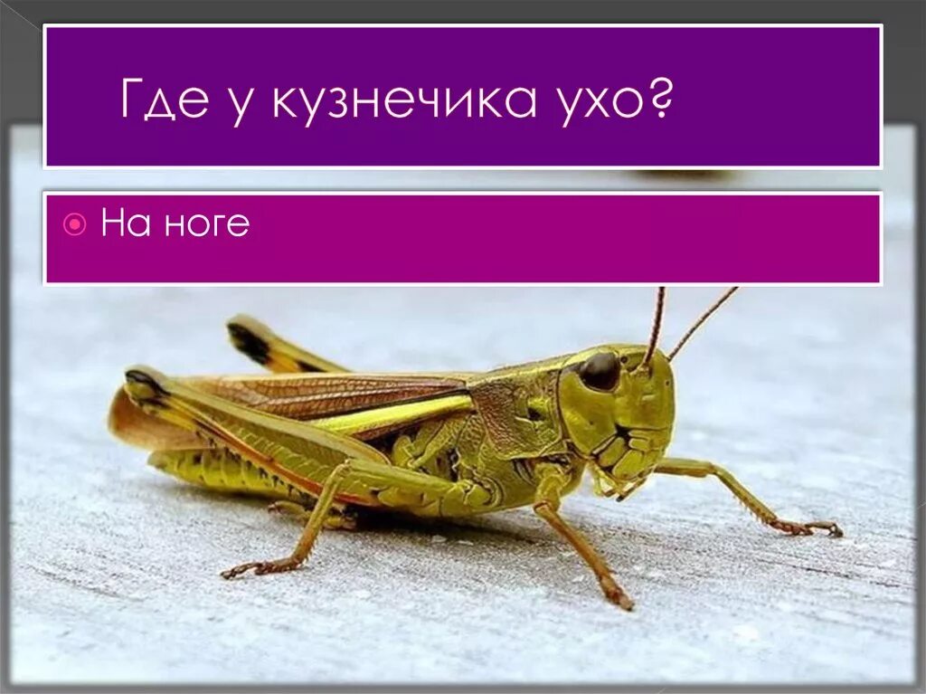 орган слуха у кузнечика. уши у кузнечика. орган слуха у кузнечика где находится. где у кузнечика ухо ответ. где находятся уши у кузнечика.