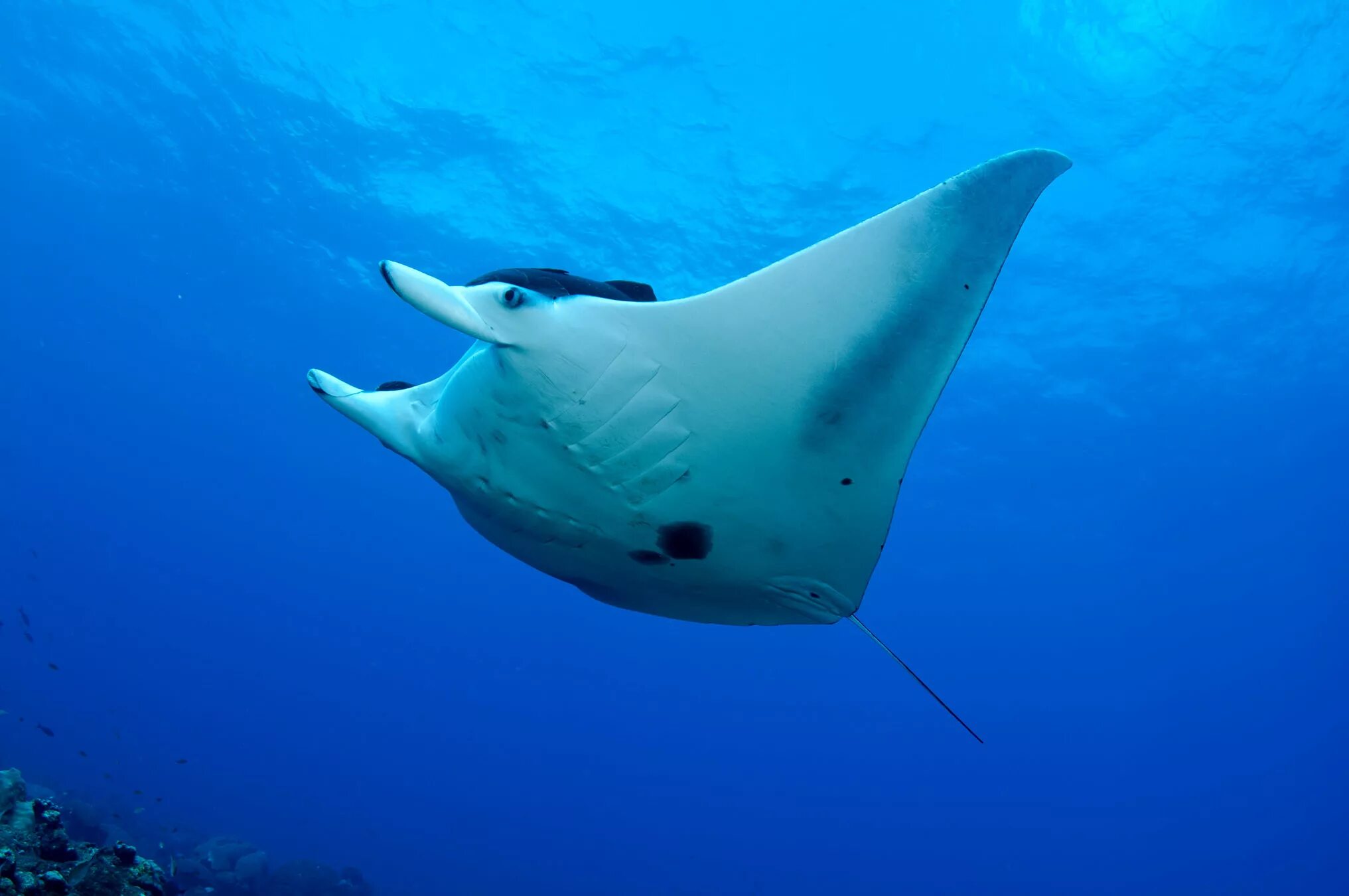 Зеленый скат в индийском океане. Giant oceanic manta ray. Морской скат манта. Морской дьявол скат манта. Скат рогач манта.
