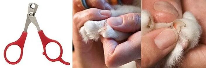 Можно стричь ногти кошки. Как стричь ногтикотену. Стрижка когтей коту. Подстричь ногти коту. Стричь когти котенку.
