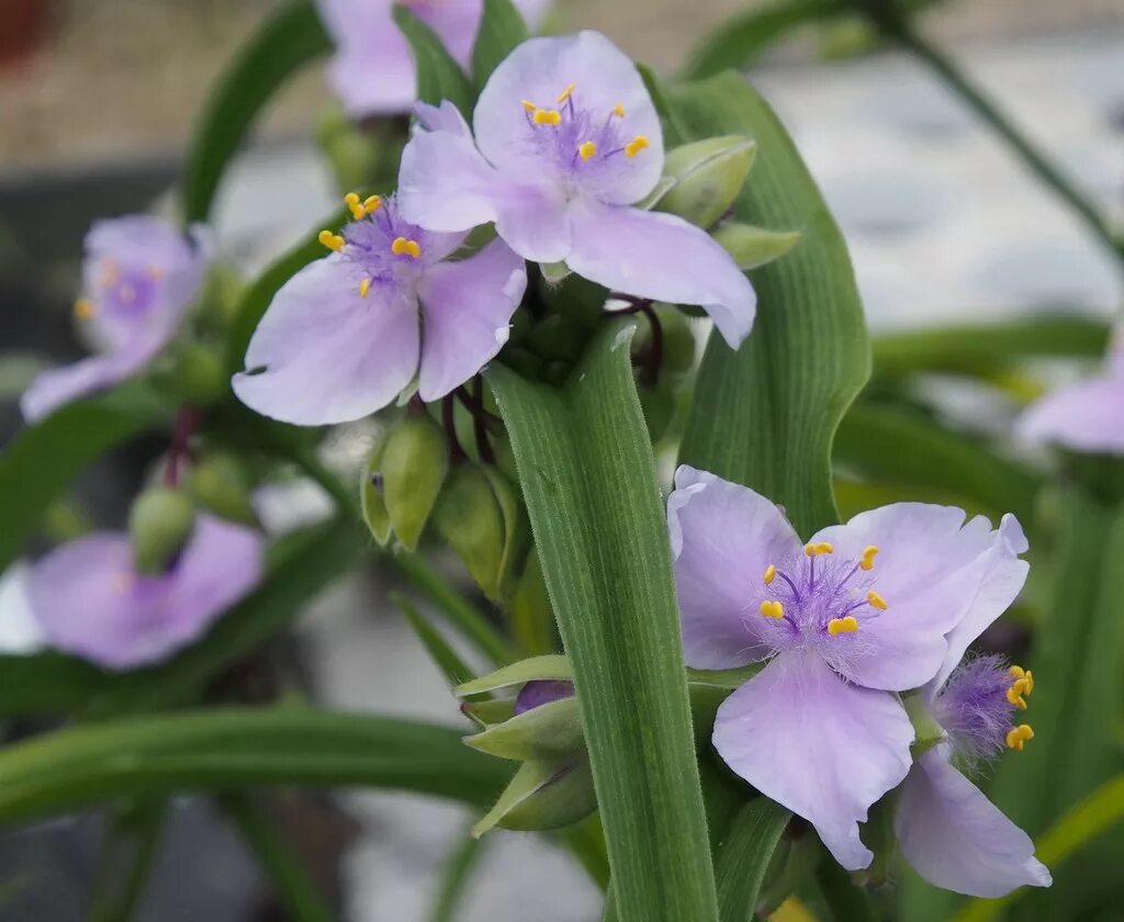 Традесканция Блоссфельда. Традесканция Блоссфельда (Tradescantia blossfeldiana). Традесканция Андерсона. Традесканция Блоссфельда цветёт. Традесканция класс